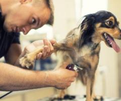 Professional Dog Grooming Academy (PDGA)