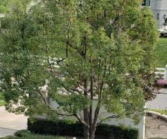 J Ram Tree Service | Tree Removal in Buena Park CA
