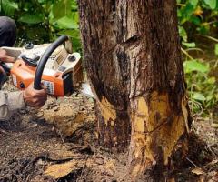 Beane INC | Tree And Brush Removal in Thomasville NC