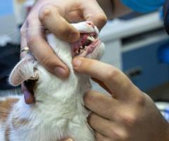 Gentle Paws Pet Grooming | Pet Groomer in Plantation FL