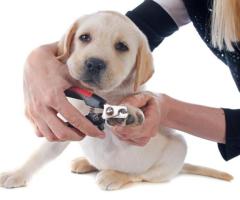 Butter Paws Pet Salon | Pet Groomer in Huntington Beach CA