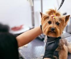 Cut Me Coco | Pet Groomer | Dog Grooming Services in Glendale CA