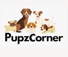 Welcome to Pupz Corner, where we value the wonderful link between dogs and their families