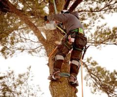Thomas's Tree Services | Arborist and Tree Surgeon in Maryville TN