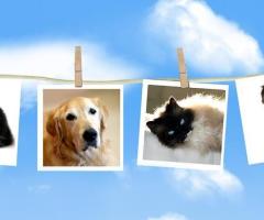 Dog and Cat Euthanasia-Gentle pet passages