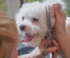 Minimorelife Mobile Grooming & Boarding | Pet Grooming Service in Tampa FL